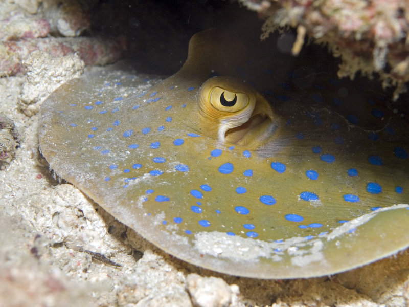 Blue spotted fan tail ray, Mabul